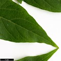 SpeciesSub: var. tanakae